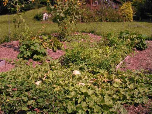 Square foot garden - SteveS